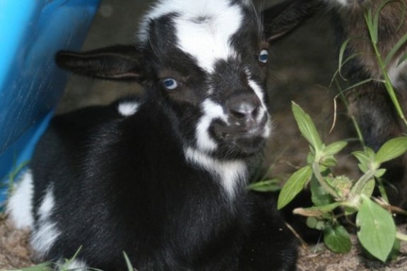 an animal looking at the camera
