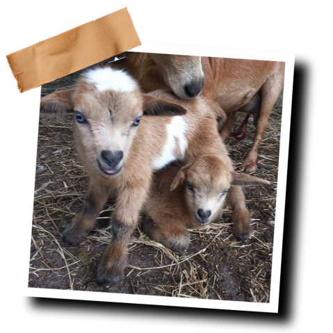 a small brown dog