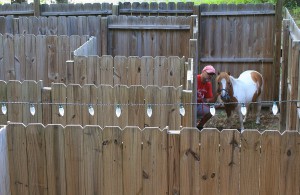 a group of sheep standing on top of a wooden fence