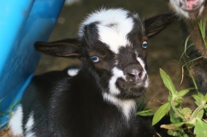 a goat looking at the camera