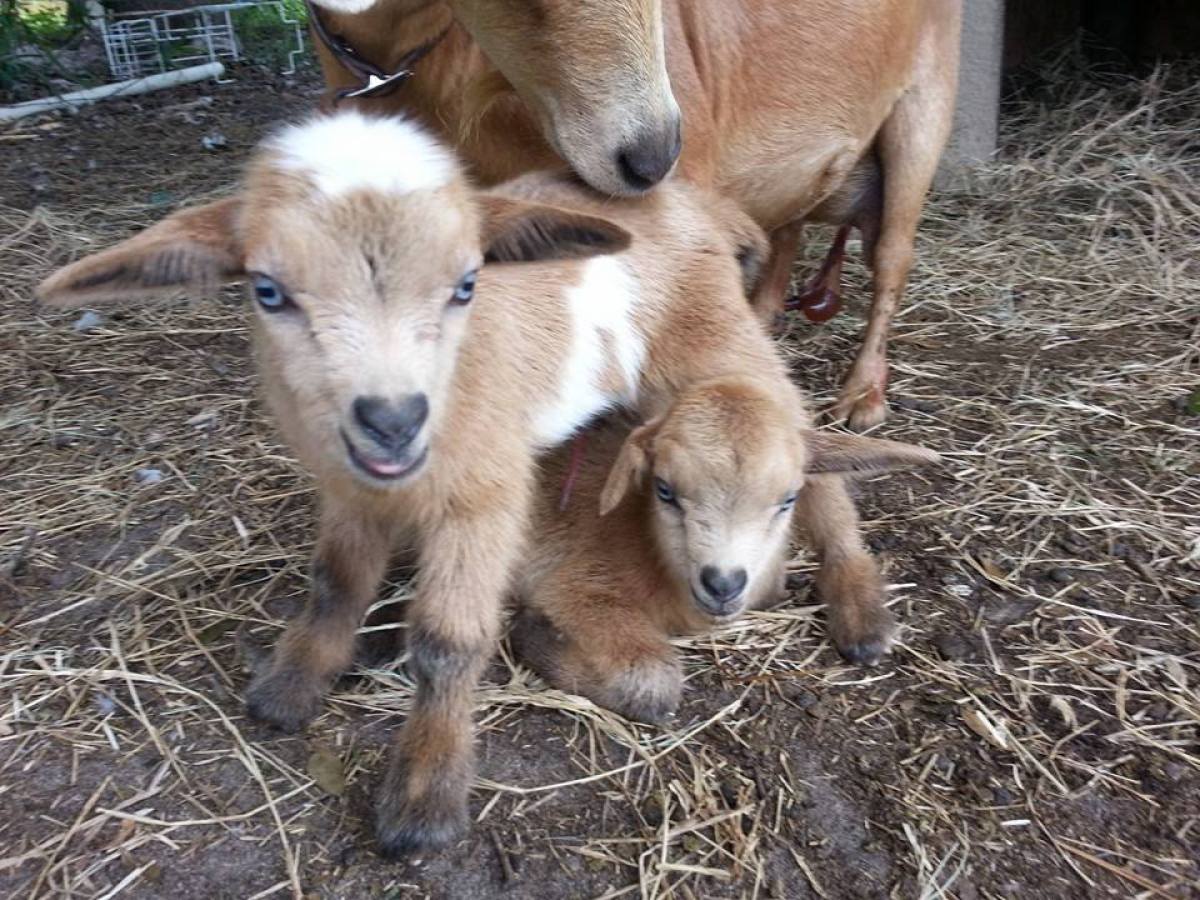 a brown dog standing next to a pile of hay